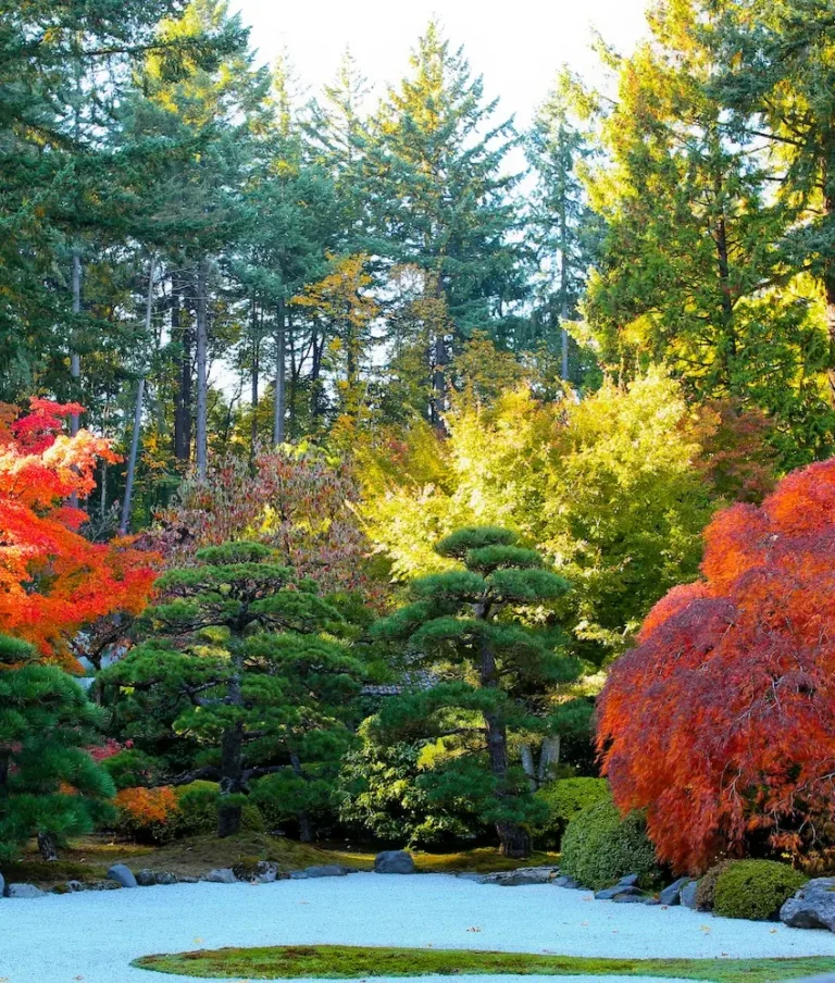 The Portland Japanese garden in autumn, featuring vibrant red and orange maple trees, surrounded by lush greenery and tall pine trees, with a meticulously maintained gravel path in the foreground.